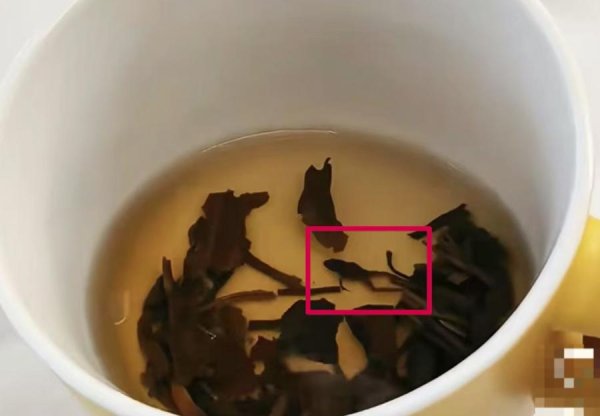 七星 被曝喝出一只青蛙！当事人：太恶心，差点喝进嘴里！知名茶饮最新回应→